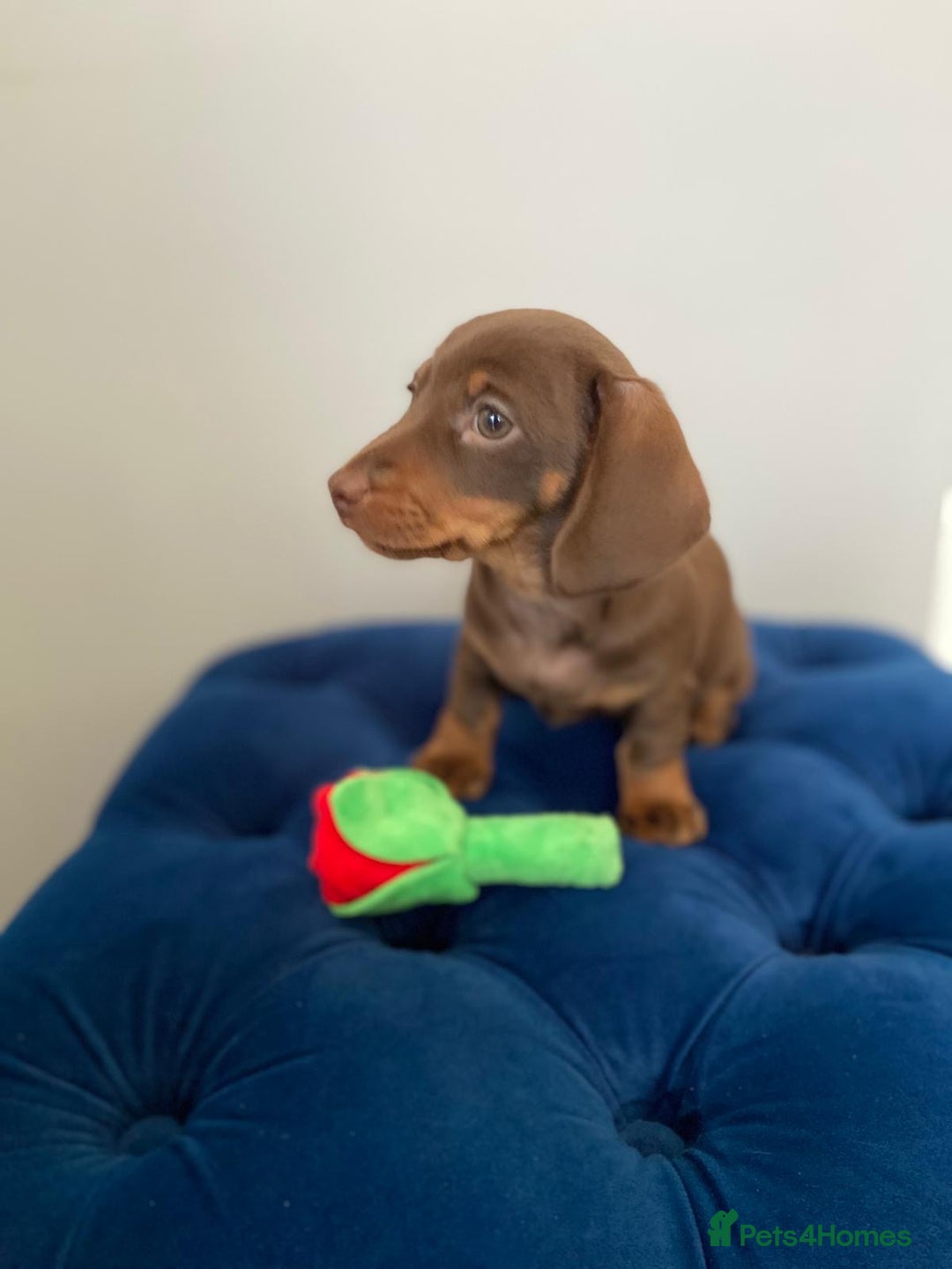 Miniature Dachshund dogs for sale: TURE MINIATURE DACHSHUND  - Advert 10