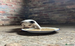Border Collie dogs for sale: Blue Merle Border Collie Puppies - Image 5