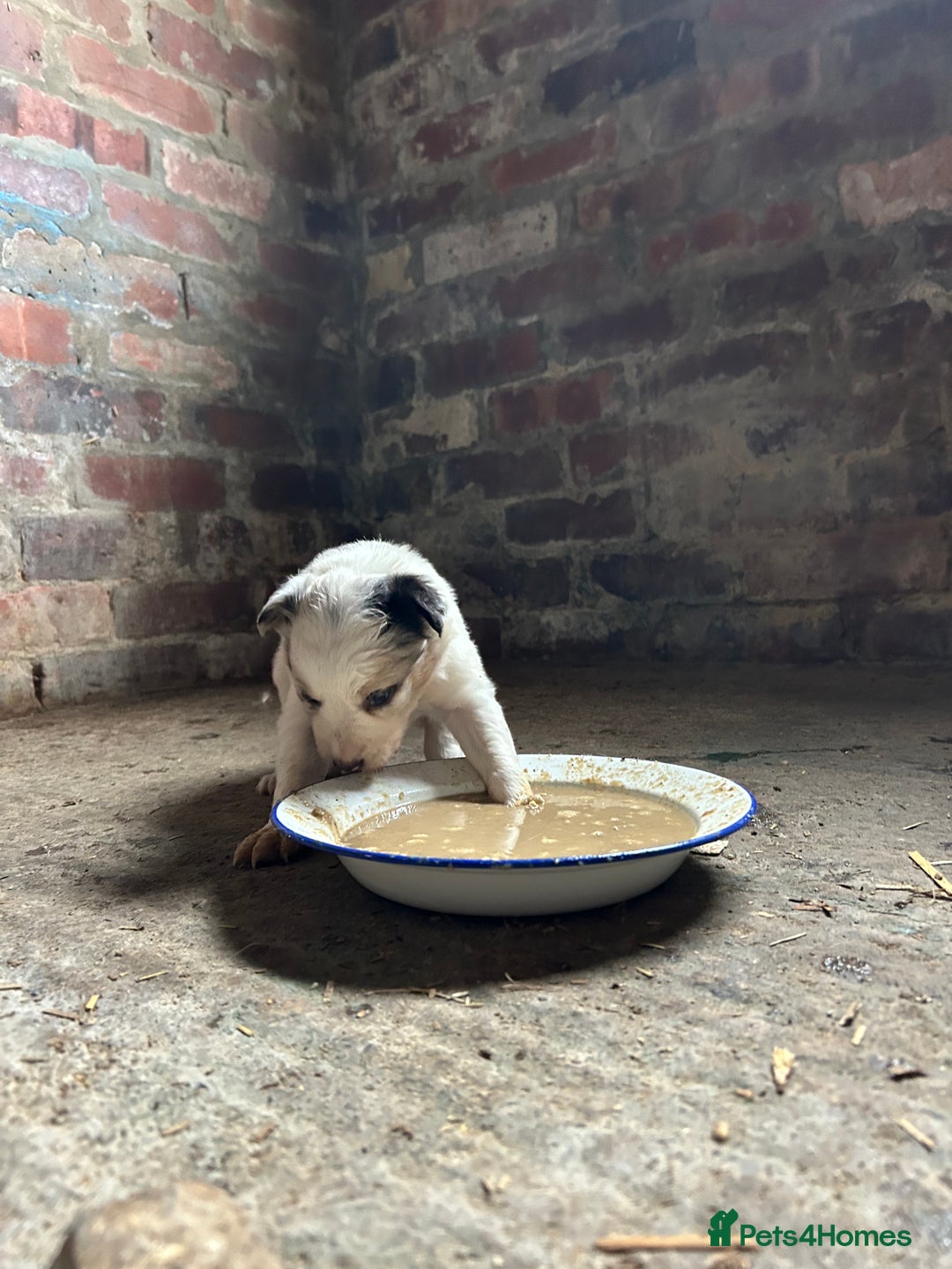 Border Collie dogs for sale: Blue Merle Border Collie Puppies - Image 5