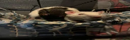 Rat rodents for sale: Rolo and Cambo in South Shields - Advert 4