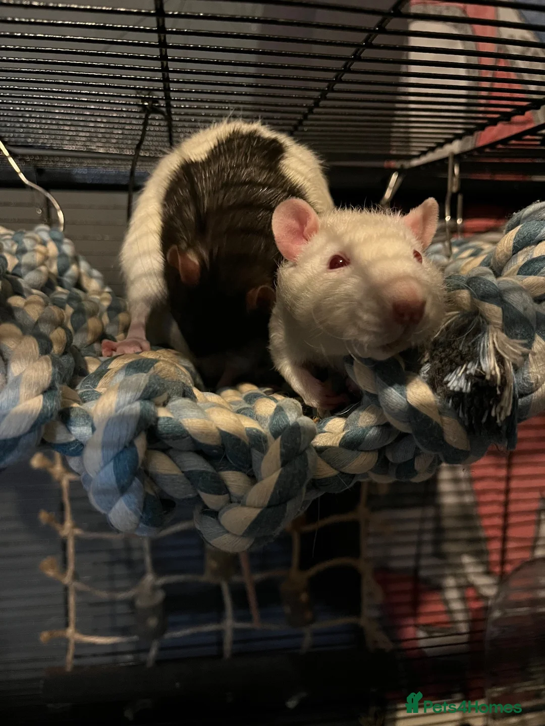 Rat rodents for sale: Rolo and Cambo in South Shields - Advert 4