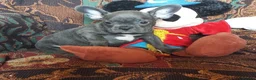 French Bulldog dogs for sale: Beautiful  french bulldog puppes - Advert 1