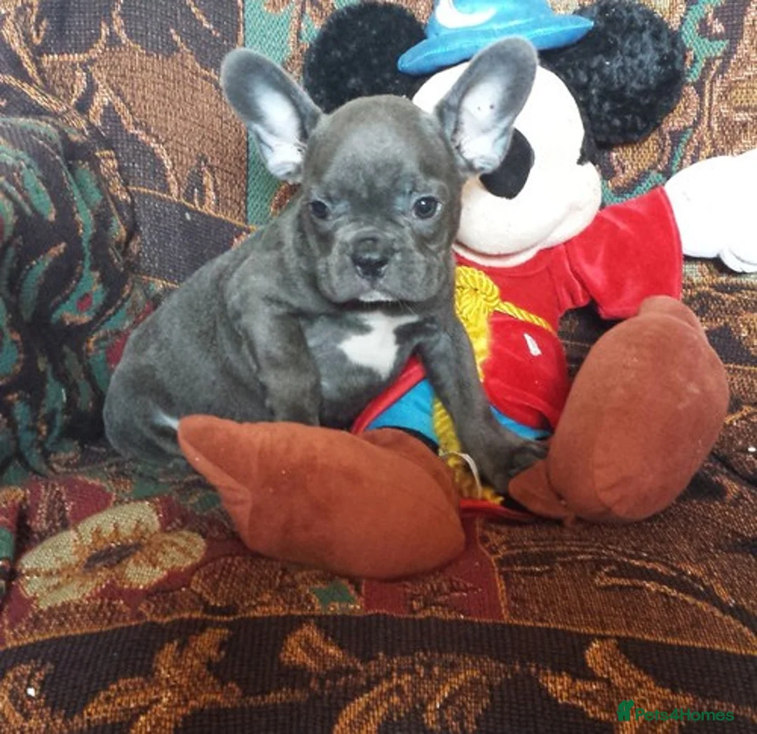 French Bulldog dogs for sale: Beautiful  french bulldog puppes - Advert 1
