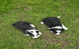 Border Collie dogs for sale: Stunning Blue Merle, Red Merle, Red/Black & White - Image 6