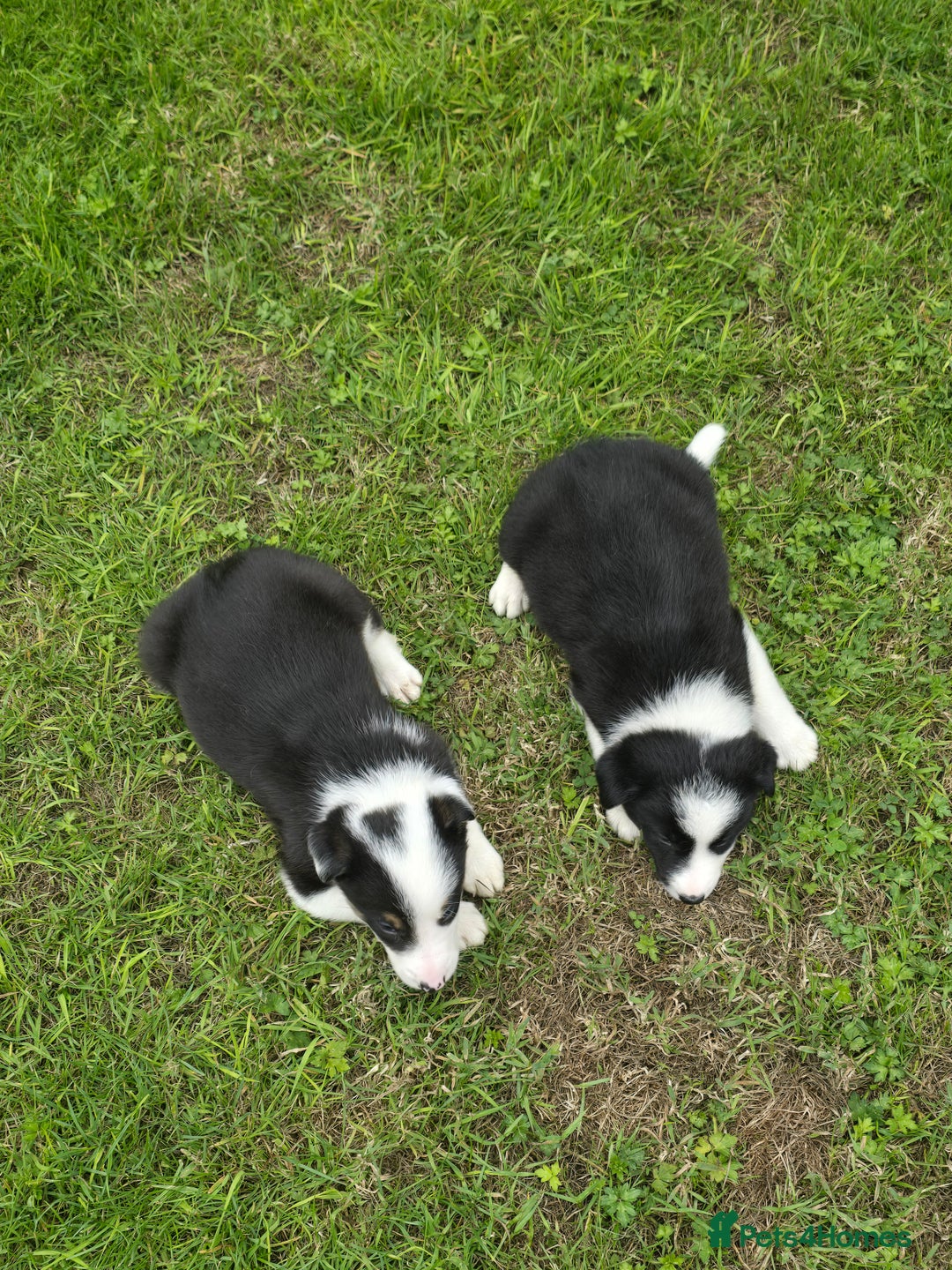 Border Collie dogs for sale: Stunning Blue Merle, Red Merle, Red/Black & White - Image 6