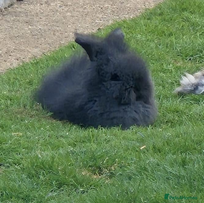 Angora rabbits angora x - Advert 1