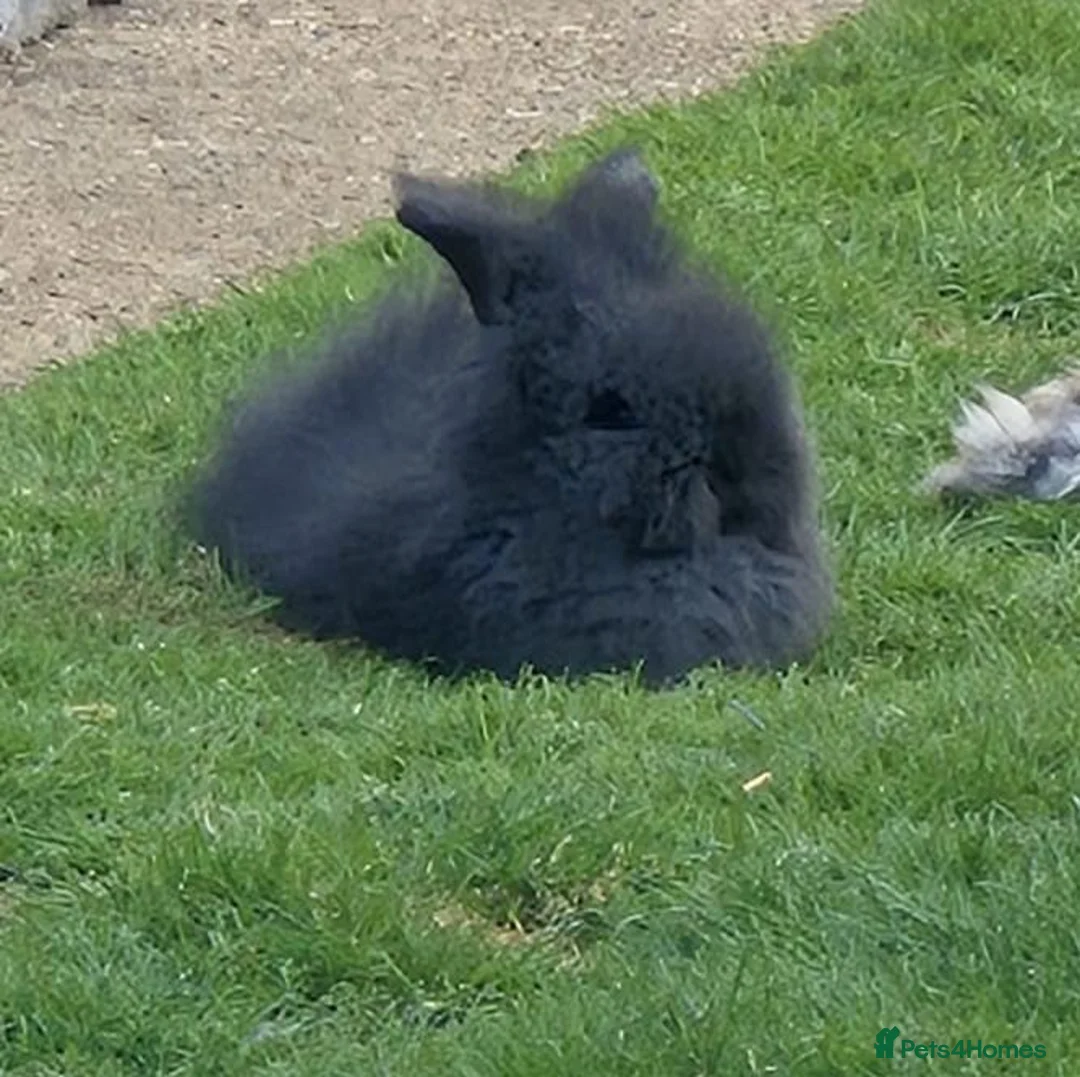 Angora rabbits for sale: angora x ready now - Advert 1