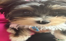 Yorkshire Terrier dogs for sale: Yorkshire Terrier tri colour (biewer)  - Image 7