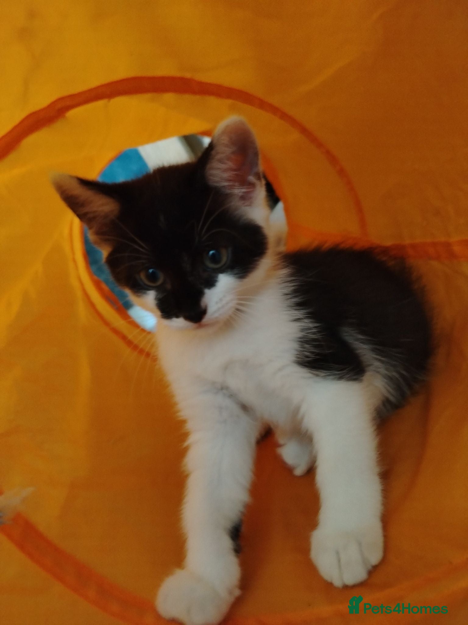 Mixed Breed cats Ready now!  - Advert 2