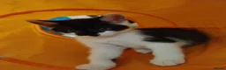 Mixed Breed cats for sale: Ready now!  in Plymouth - Advert 1