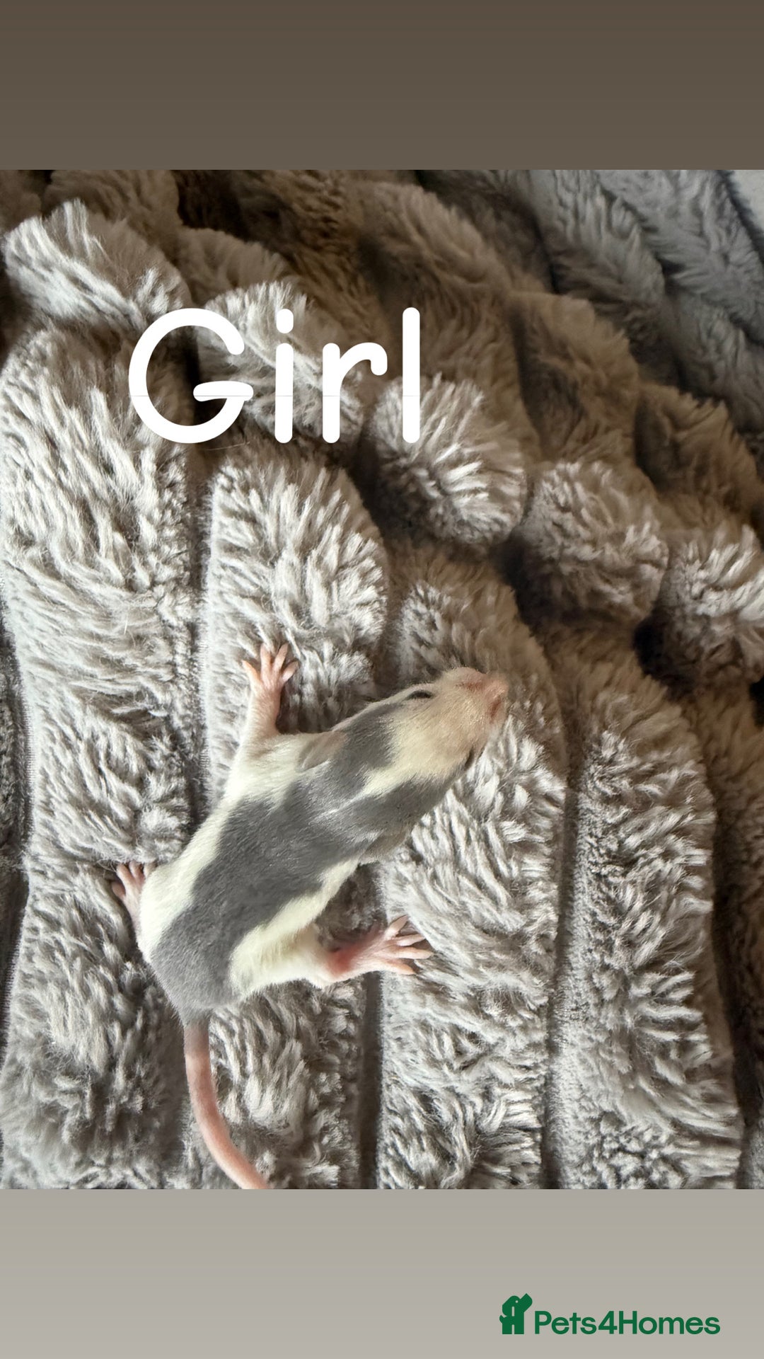 Rat rodents for sale: Baby rats mixed  - Advert 4