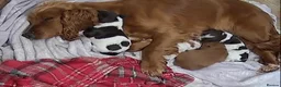 Cocker Spaniel dogs for sale: 4 Working Cocker Spaniel Puppies - Advert 2