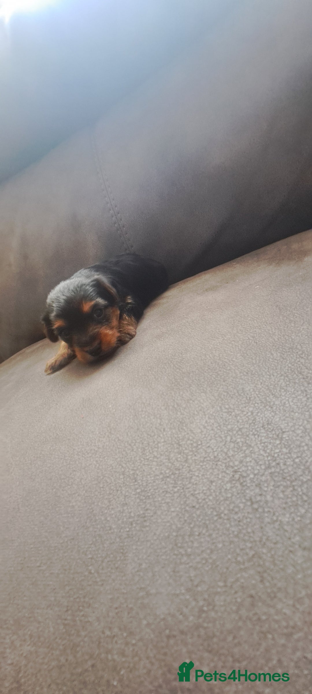 Yorkshire Terrier dogs for sale: 3 beautiful yorkshire terrier puppies  - Image 4