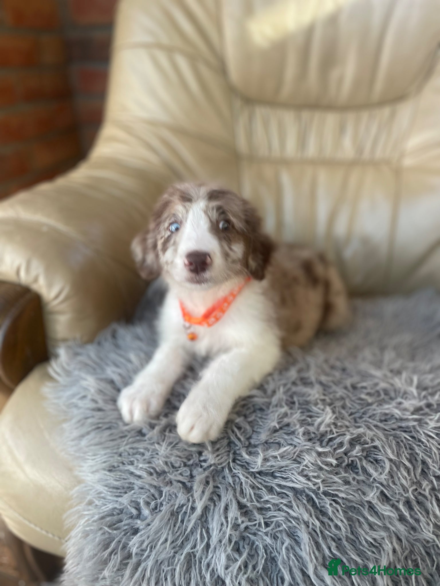 Border Collie dogs Stunning boys and girls - Advert 1