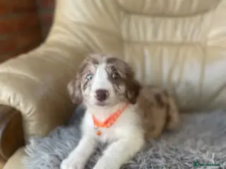 Border Collie dogs for sale: Stunning boys and girls - Advert 3