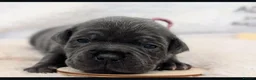 Staffordshire Bull Terrier dogs for sale: %Bloodline Staffordshire Bull Terrier Pups in Rugby - Advert 4