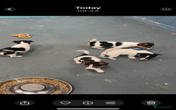 Jack Russell dogs for sale: Pure Jack Russell Puppies for sale  - Image 4
