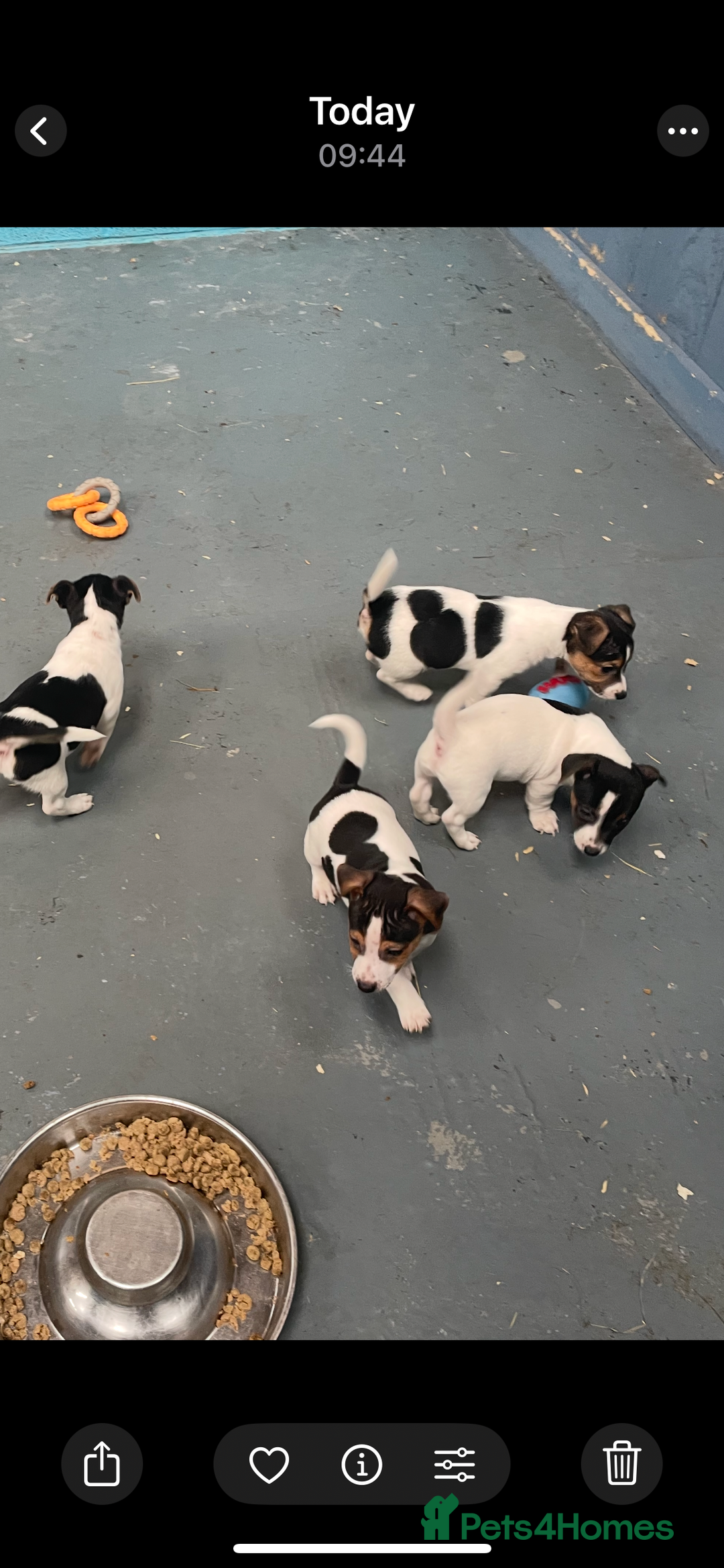 Jack Russell dogs for sale: Pure Jack Russell Puppies for sale  - Image 4