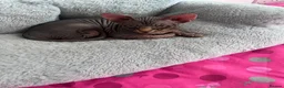 Sphynx cats for sale: Kitten - Advert 4