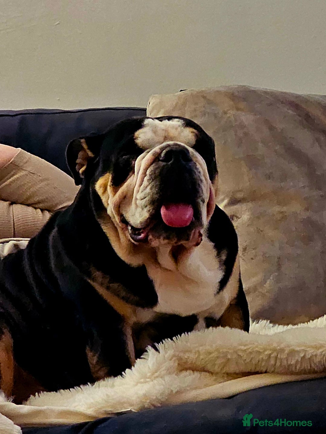 English Bulldog dogs for sale: KC Reg English Bulldogs Champion Bloodlines  - Image 9