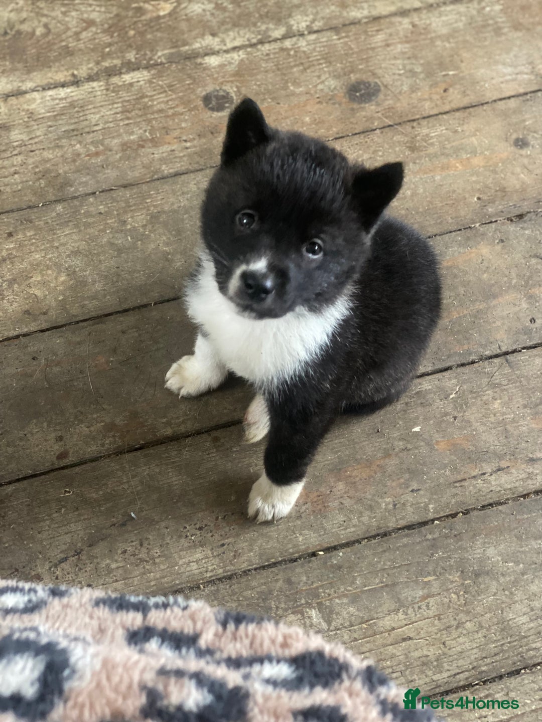 Akita dogs for sale: Chunky American Akita puppies - Advert 9