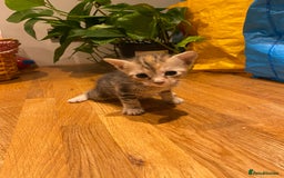 Mixed Breed cats for sale: 5 kittens for sale - 3 boys and 3 girls  - Image 7