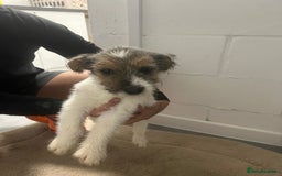 Jack Russell dogs for sale: Jack russle girl for sale  - Image 1