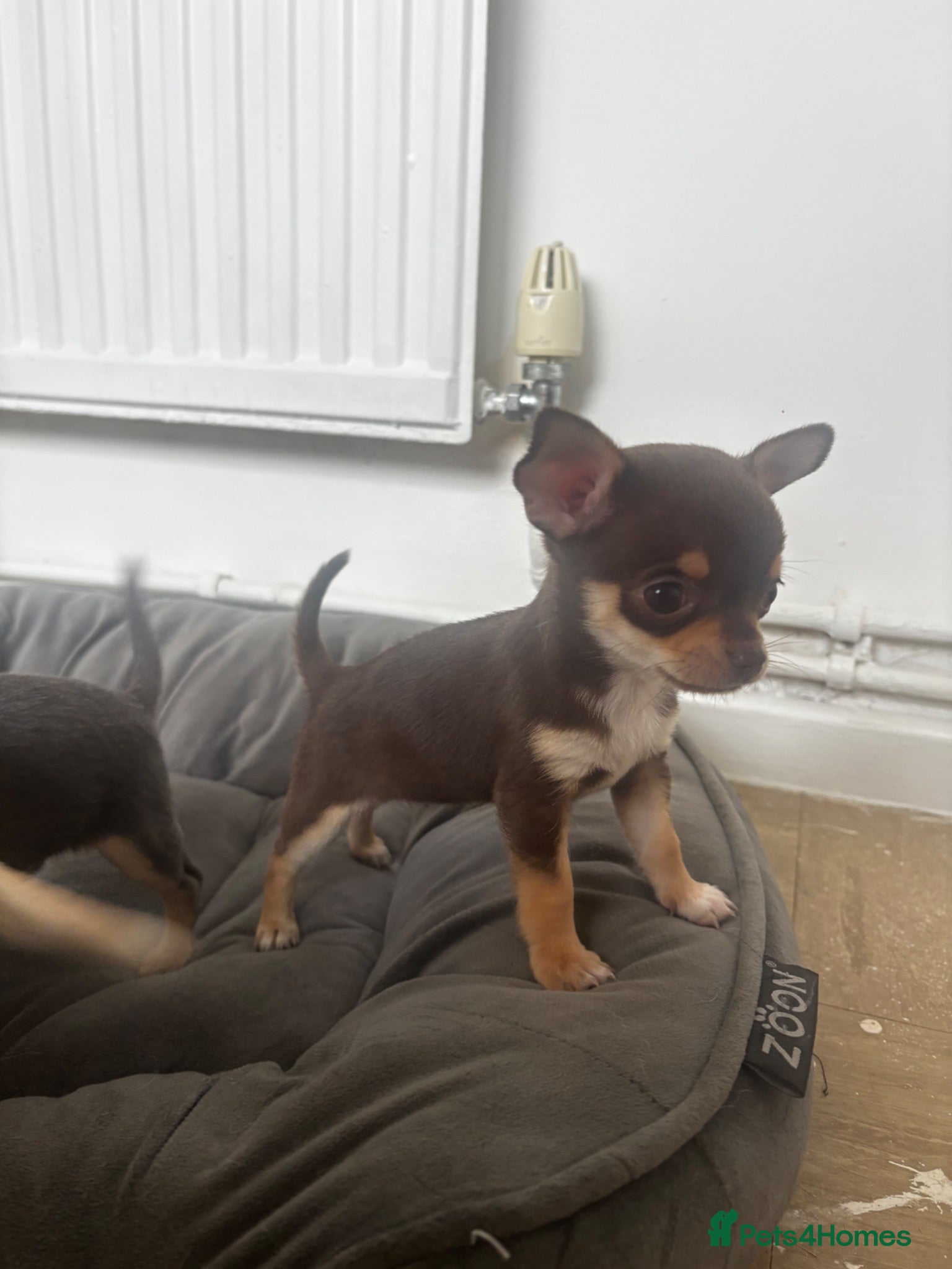 Chihuahua dogs REDUCED Tiny chihuahua puppy ready to go now - Advert 17