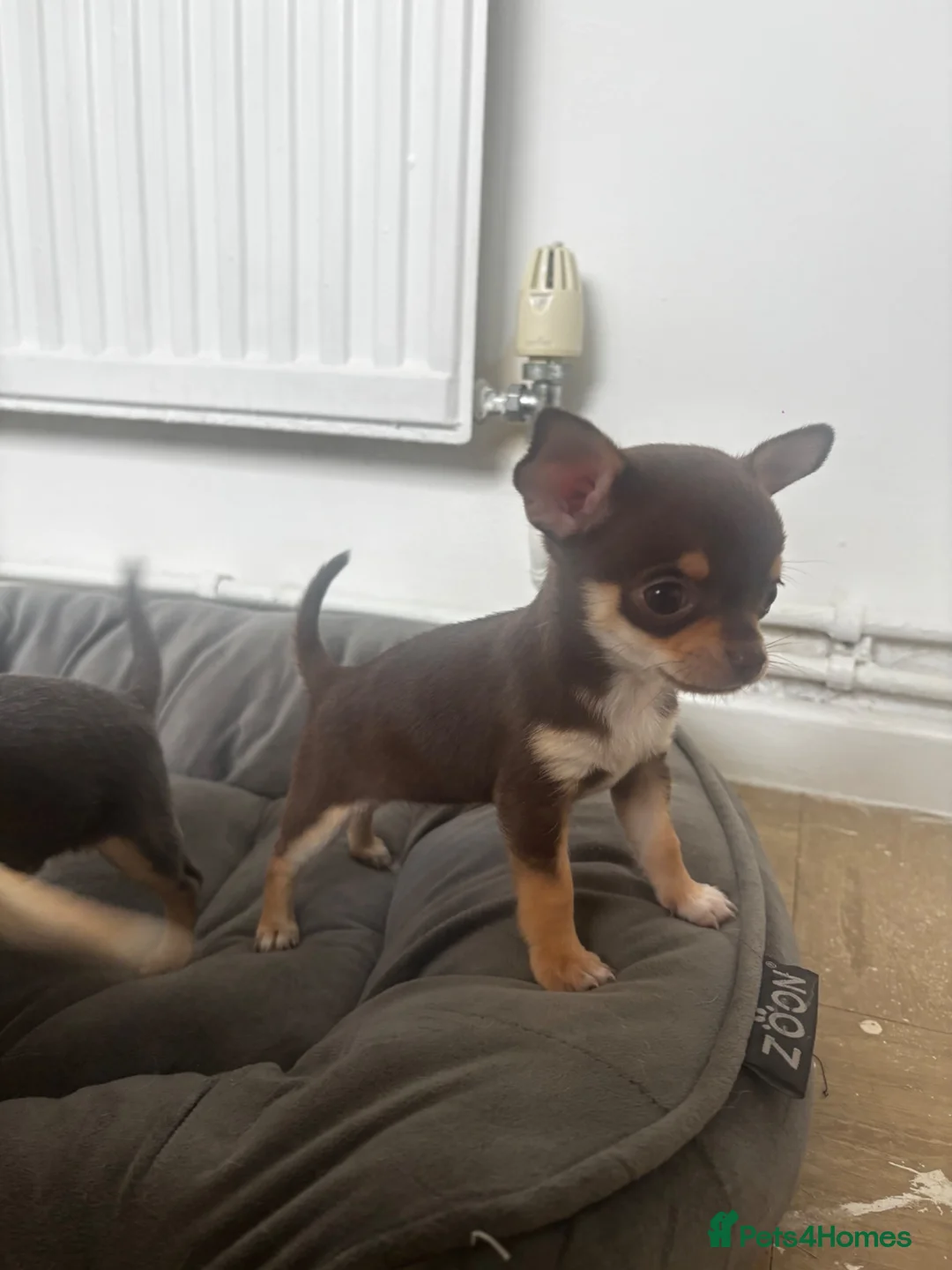 Chihuahua dogs for sale: Tiny chihuahua puppy ready to go now in Nottingham - Advert 2