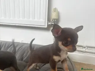 Chihuahua dogs REDUCED Tiny chihuahua puppy ready to go now - Advert 17