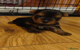 Yorkshire Terrier dogs for sale: 2 tiny Yorkshire terriers 1 male 1 female - Advert 1