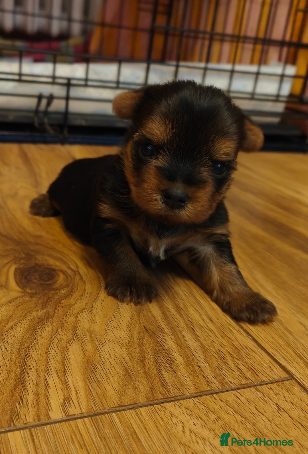 Yorkshire Terrier dogs for sale: 2 tiny Yorkshire terriers 1 male 1 female - Advert 1
