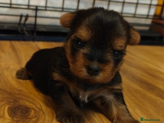 Yorkshire Terrier dogs 2 tiny Yorkshire terriers 1 male 1 female - Advert 1