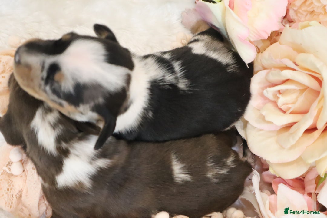 Miniature Dachshund dogs for sale: KC Miniature Dachshund Puppies - Image 31