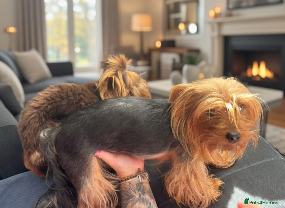 Yorkshire Terrier dogs for stud: VERY SMALL 1.3kg PEDIGREE STUD AVAILABLE – DIEGO - Advert 2