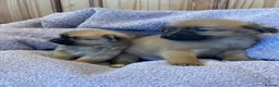 Pomchi dogs for sale: Pomchi in Hull - Advert 29