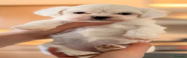 Maltese Puppy 1