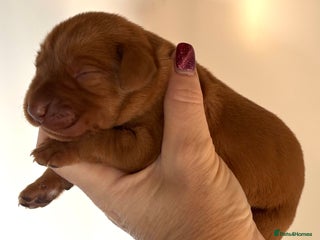 Labrador Retriever dogs KC Reg Dark Fox Red Puppies (Male available) - Advert 16