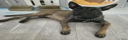 Belgian Shepherd Dog dogs for sale: Belgian malinois puppies in Uxbridge - Advert 2