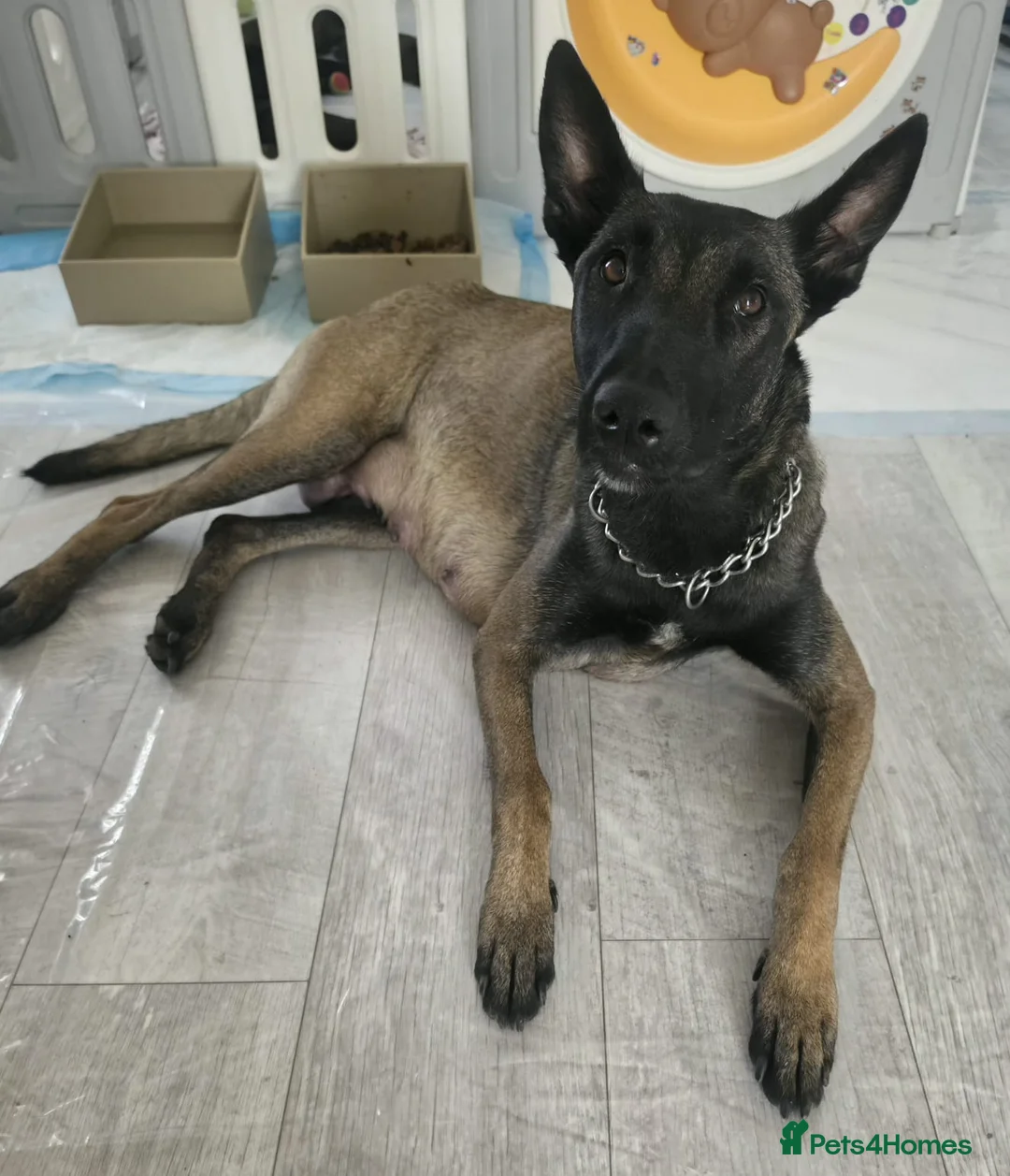 Belgian Shepherd Dog dogs for sale: Belgian malinois puppies in Uxbridge - Advert 2