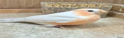 Finches birds for sale: Siberian bullfinches  in South Ockendon - Advert 1