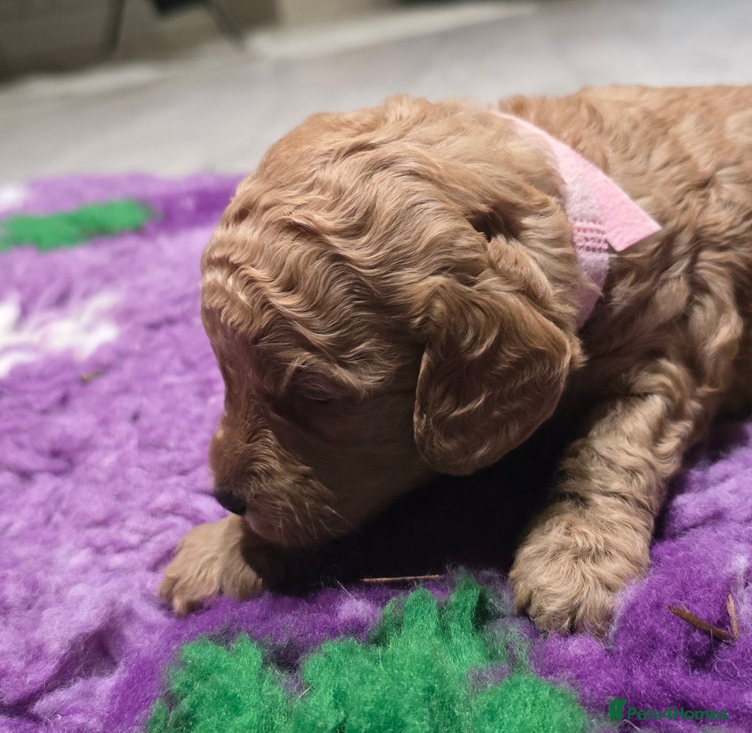 Cockapoo dogs for sale: STUNNING LITTER OF COCKAPOO F1B - Advert 10