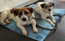 Basset Hound dogs for adoption: Diego - Badersfield Norfolk  - Image 15