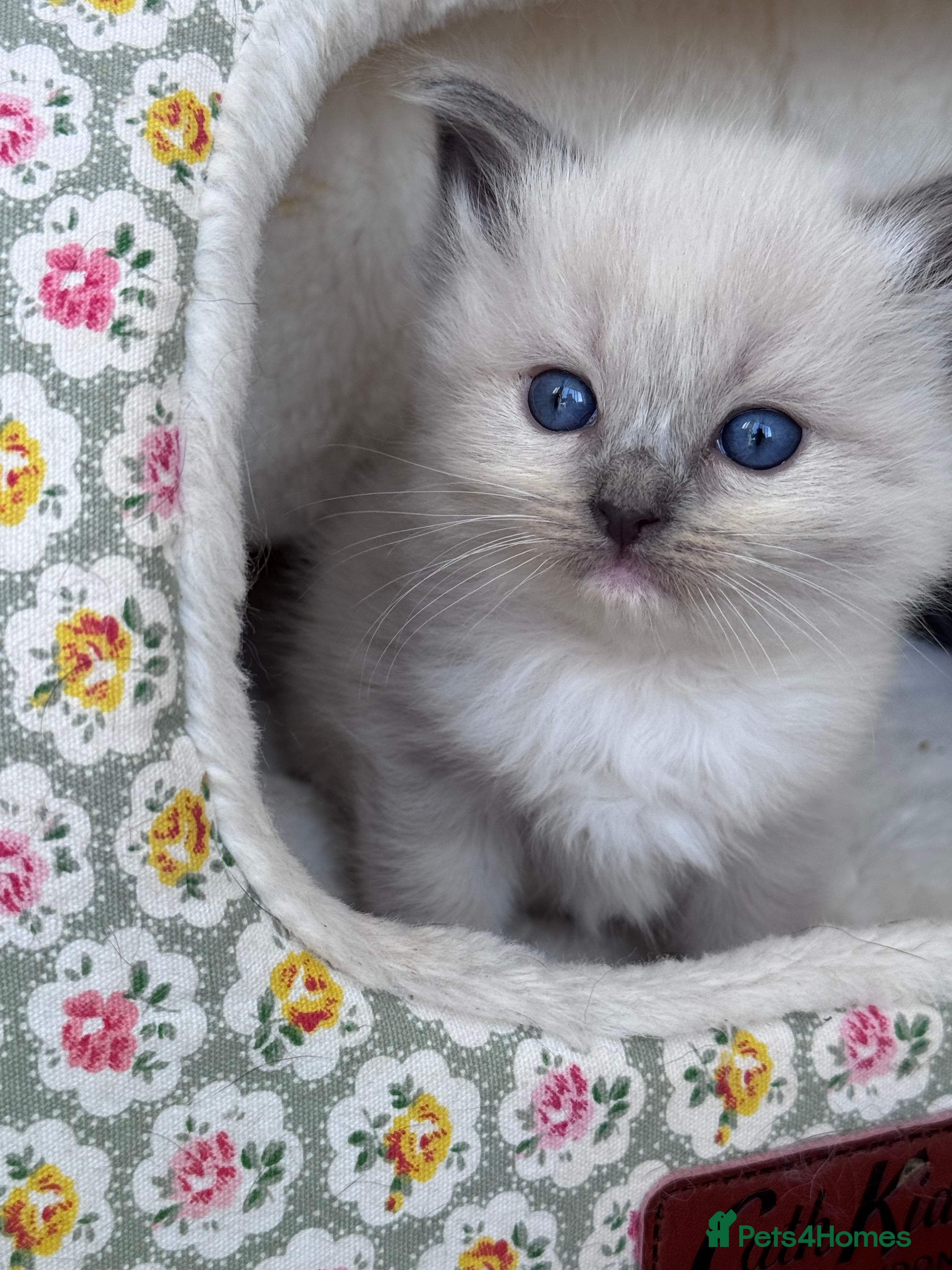 Ragdoll cats Ragdoll X British Blue beauties - Advert 13