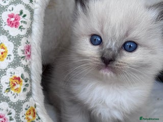 Ragdoll cats Ragdoll X British Blue beauties - Advert 14