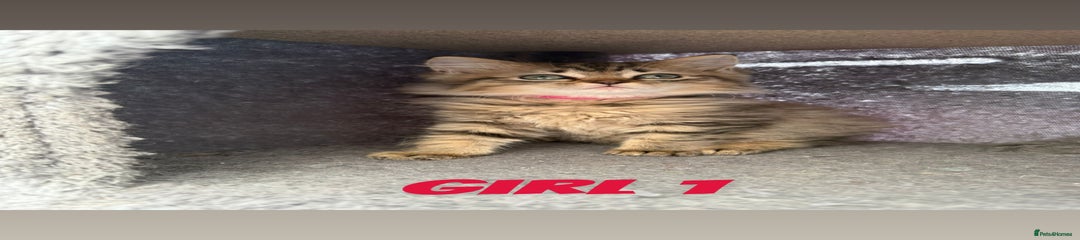 Girl 1