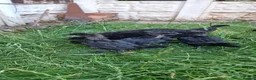 Chickens poultry for sale: Ayam Cemani Chicks – Hatched 12th June – Unsexed - Advert 4
