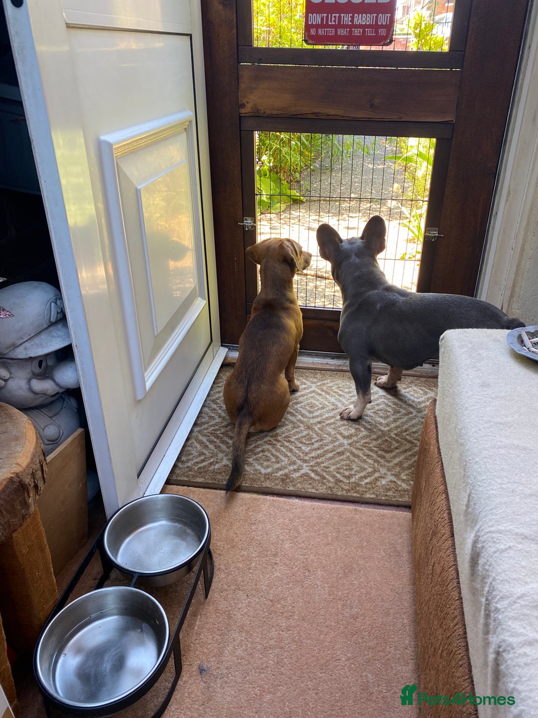 French Bulldog dogs for sale: Our Beautiful blue and tan girl needs rehoming - Advert 5