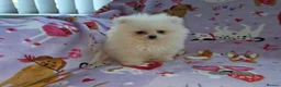 Pomeranian dogs for sale: 3 gorgeous, small white Pomeranians ready now!! - Advert 16