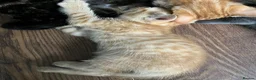Mixed Breed cats for sale: Mixed breed ginger boy with Bengal style patterns  - Advert 5